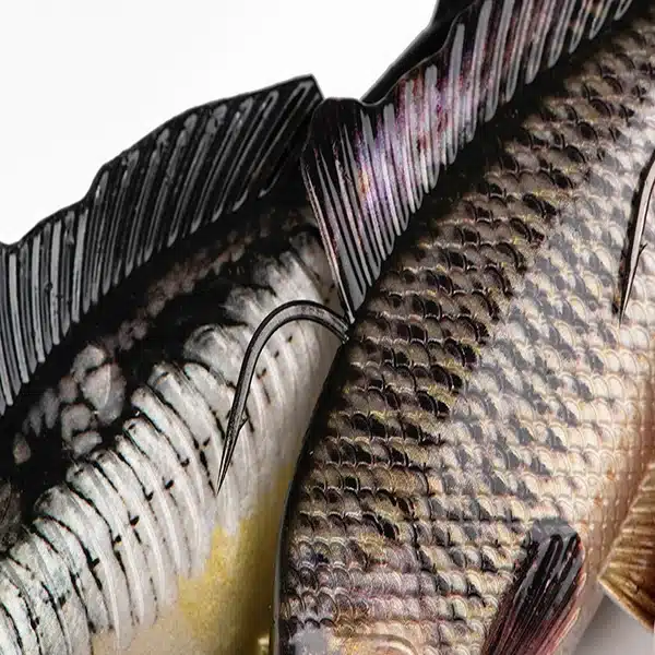 carpa COMUN fox rage